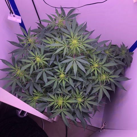 Wedding Cake Auto growlog timeline photo