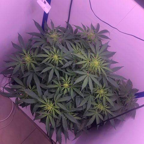 Wedding Cake Auto growlog timeline photo