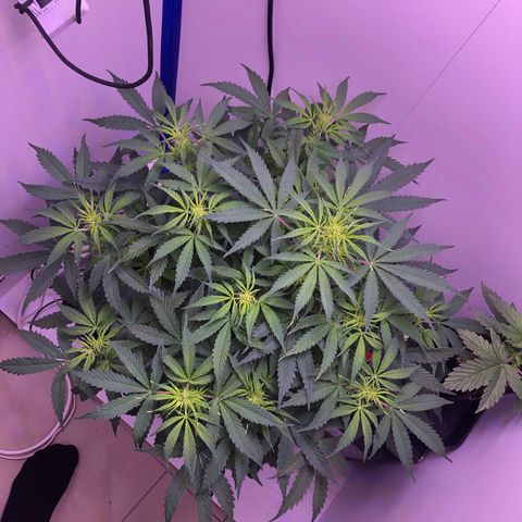 Wedding Cake Auto growlog timeline photo