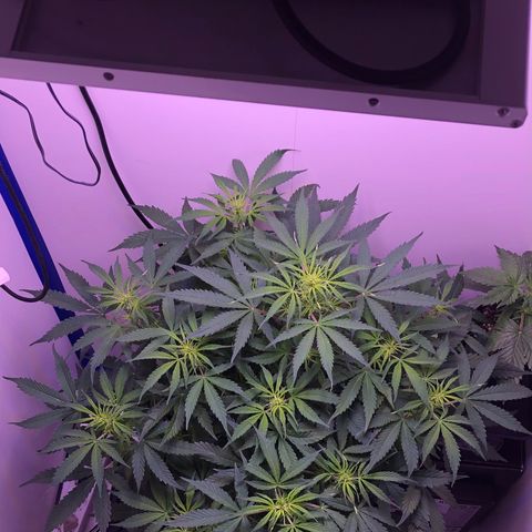 Wedding Cake Auto growlog timeline photo