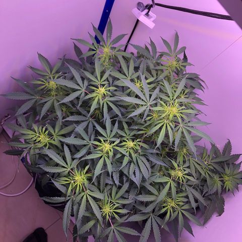 Wedding Cake Auto growlog timeline photo