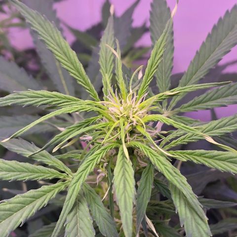 Wedding Cake Auto growlog timeline photo