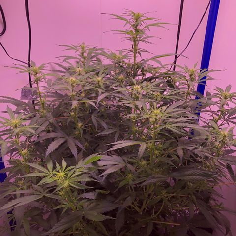 Wedding Cake Auto growlog timeline photo