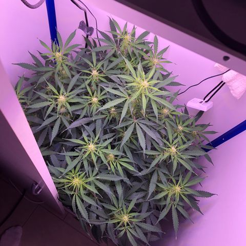 Wedding Cake Auto growlog timeline photo