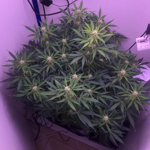 Wedding Cake Auto growlog timeline photo
