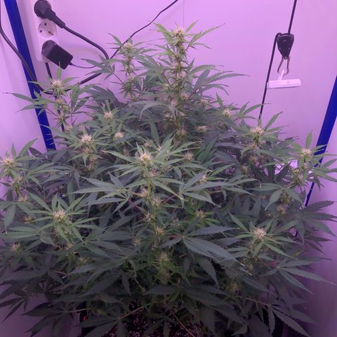Wedding Cake Auto growlog timeline photo