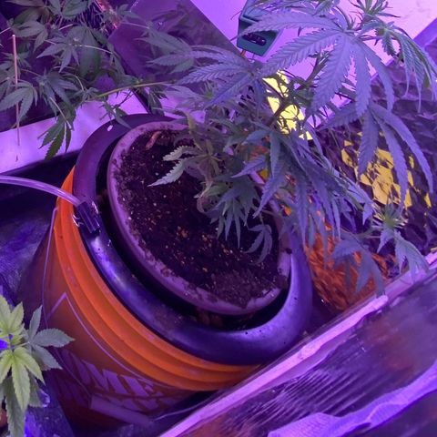 Lambs Clone growlog timeline photo