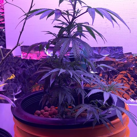 Lambs Clone growlog timeline photo