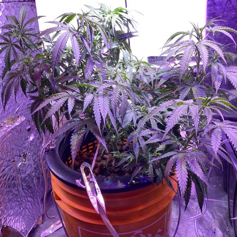 Lambs Clone growlog timeline photo