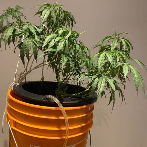 Lambs Clone growlog timeline photo