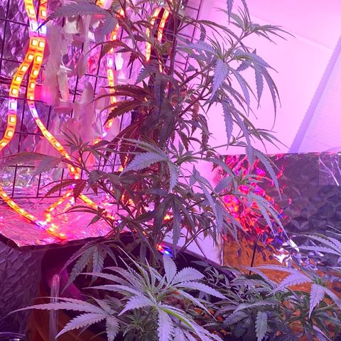 Lambs Clone growlog timeline photo