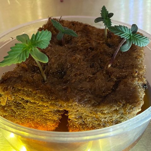 Unknown strain growlog timeline photo