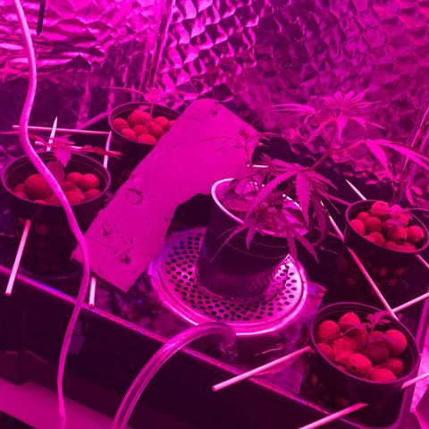 Unknown strain growlog timeline photo