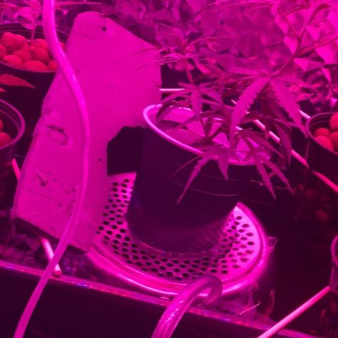 Unknown strain growlog timeline photo