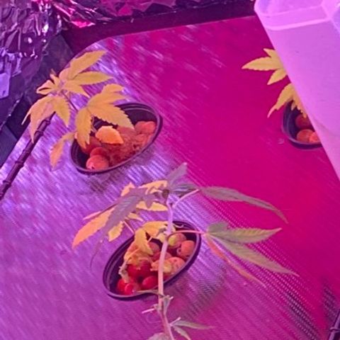 Unknown strain growlog photo: Very yellow!!