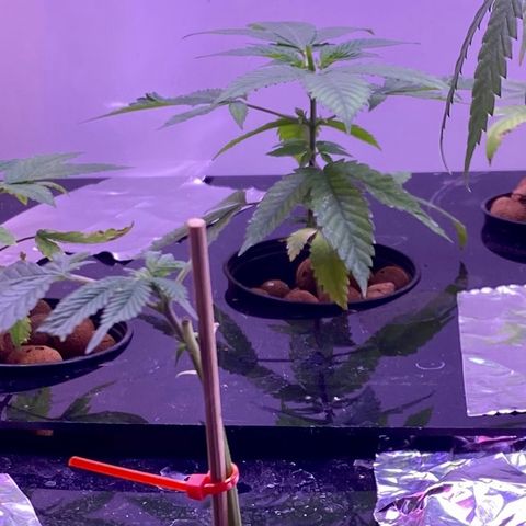 Unknown strain growlog photo: Nutrients!!