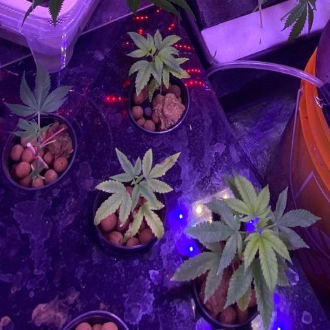 Unknown strain growlog photo: Nutrients!!