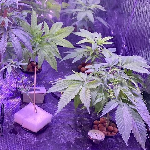 Unknown strain growlog timeline photo