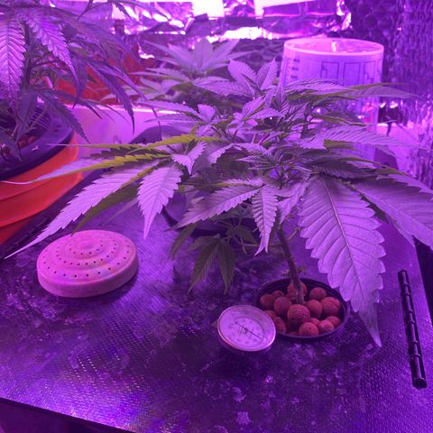 Unknown strain growlog timeline photo