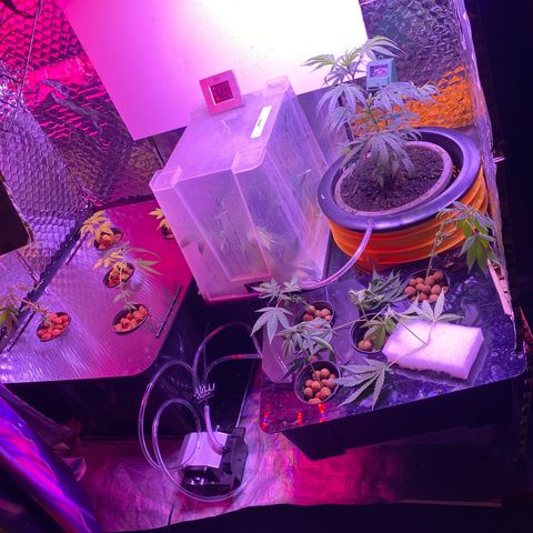 Unknown strain growlog photo: Made tent
Air pump and 1000w led Amazon 