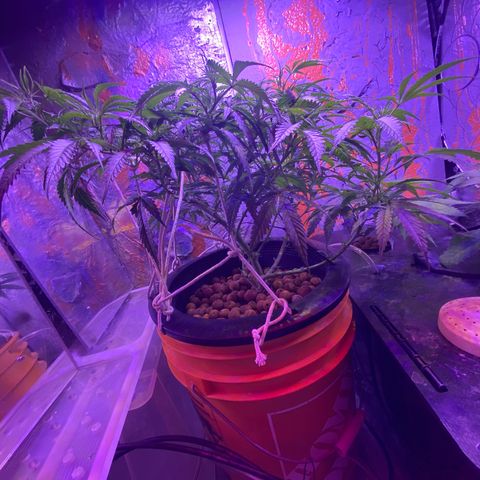 Lambs Clone growlog timeline photo
