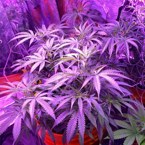 Lambs Clone growlog timeline photo