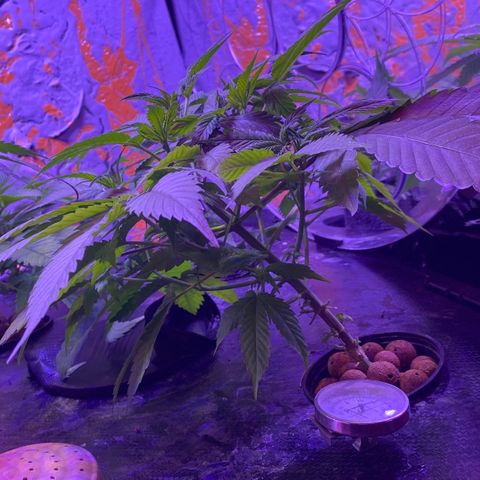 Unknown strain growlog timeline photo