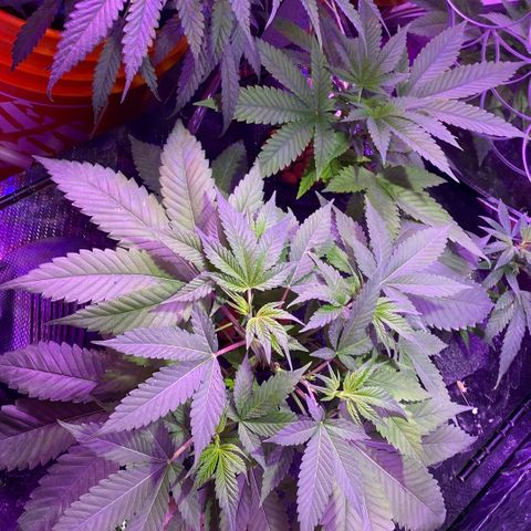 Unknown strain growlog timeline photo
