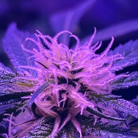 Amnesia Haze Clone growlog timeline photo