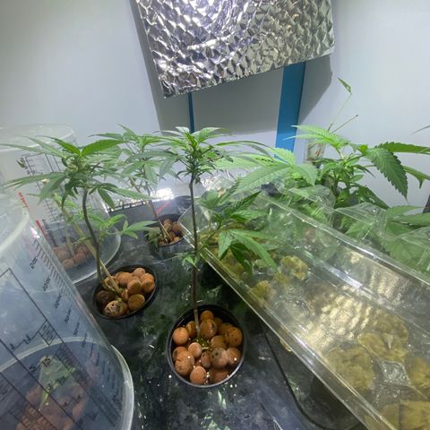 Amnesia Haze Clone growlog timeline photo