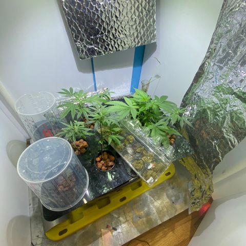Amnesia Haze Clone growlog timeline photo