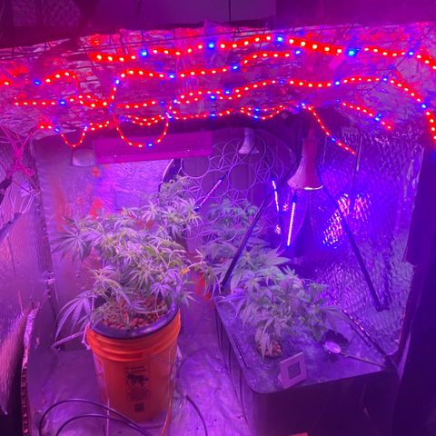 Lambs Clone growlog timeline photo
