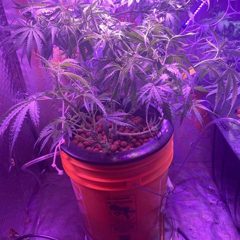 Lambs Clone growlog timeline photo