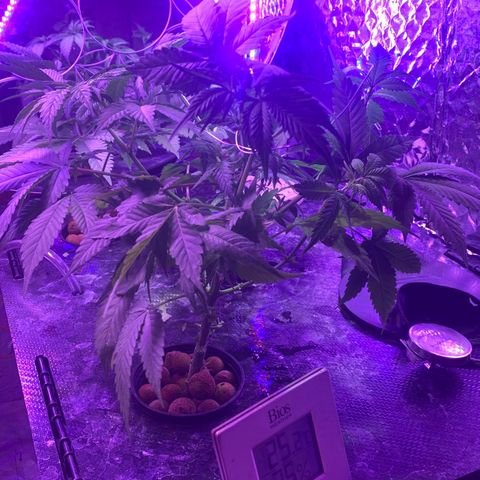 Unknown strain growlog timeline photo