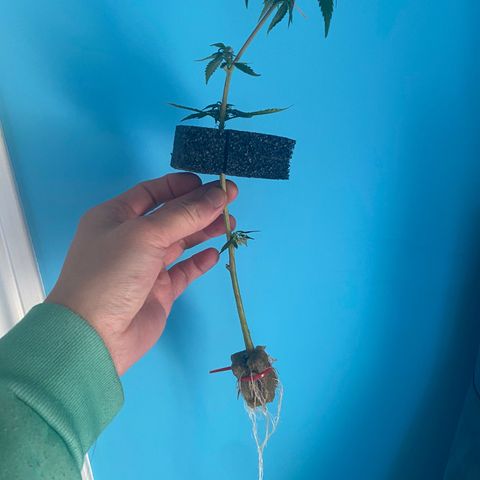 Amnesia Haze Clone growlog timeline photo