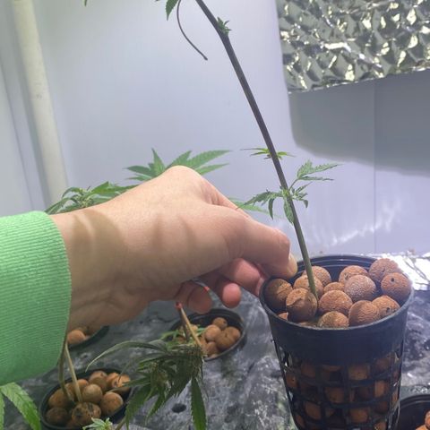 Amnesia Haze Clone growlog timeline photo
