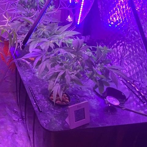 Unknown strain growlog timeline photo