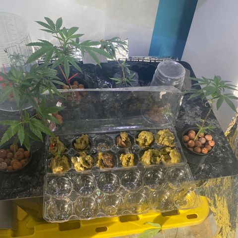 Amnesia Haze Clone growlog timeline photo