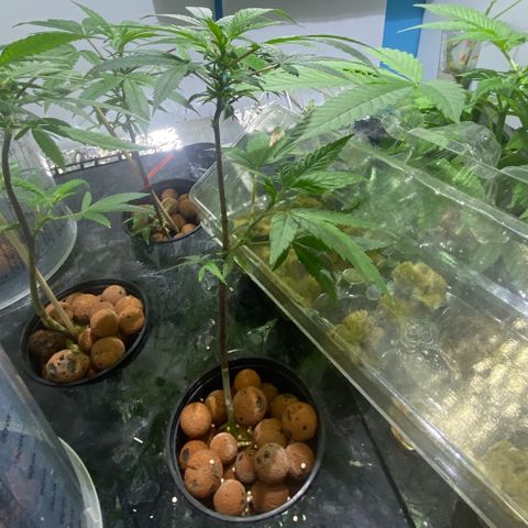 Amnesia Haze Clone growlog timeline photo