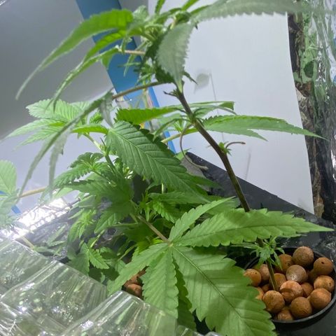 Amnesia Haze Clone growlog timeline photo