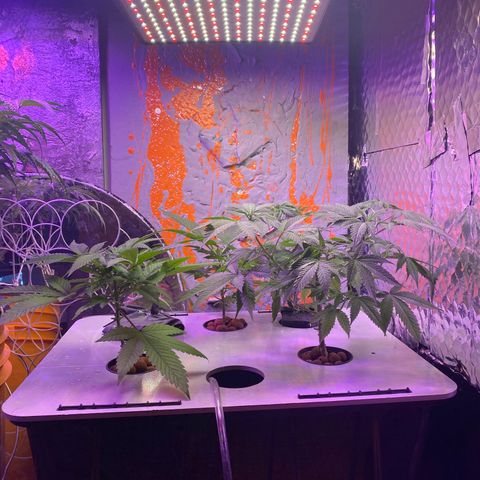 Unknown strain growlog timeline photo