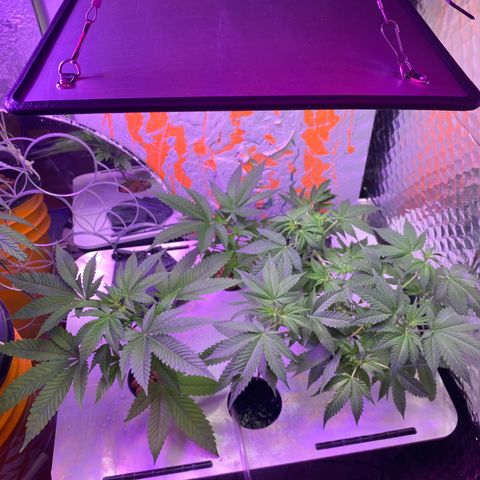 Unknown strain growlog timeline photo