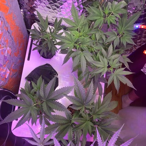 Unknown strain growlog timeline photo