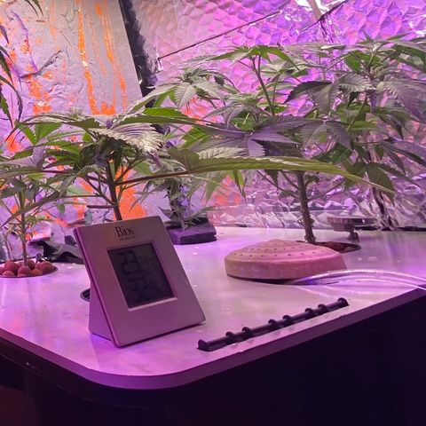 Unknown strain growlog timeline photo