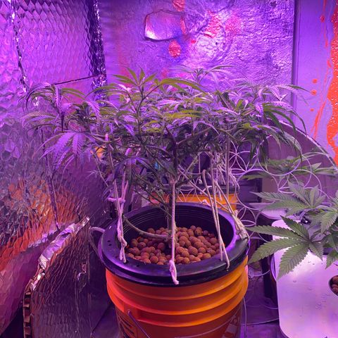 Lambs Clone growlog timeline photo