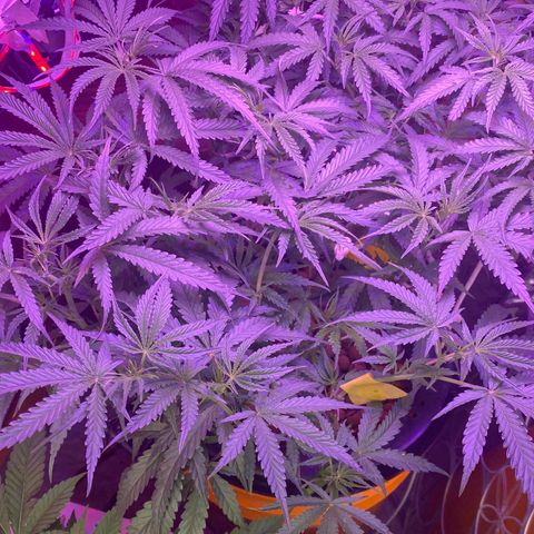 Lambs Clone growlog timeline photo