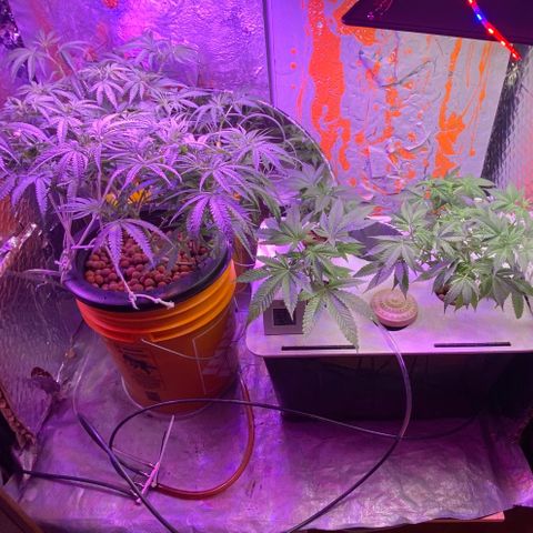 Lambs Clone growlog timeline photo