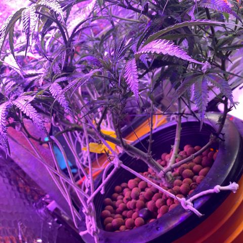 Lambs Clone growlog timeline photo
