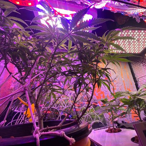 Lambs Clone growlog timeline photo