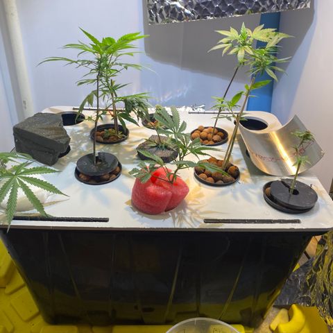 Amnesia Haze Clone growlog timeline photo